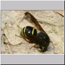 E-Odynerus spinipes w02 beim Schornsteinbau.jpg